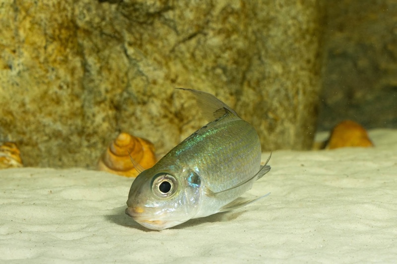 Ophthalmotilapia ventralis 'Kafyoko Point'